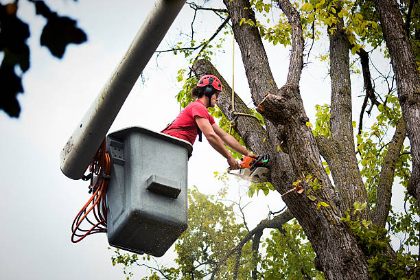 Best Stump Grinding and Removal  in Vermilion, OH